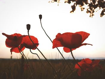 Close-up of red poppy on field against sky