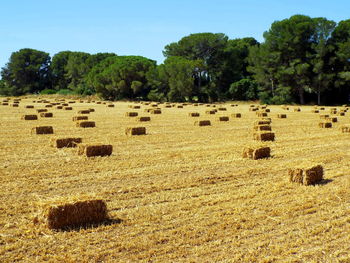 Hay bales on field against clear sky