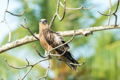 Close-up of bird perching on branch