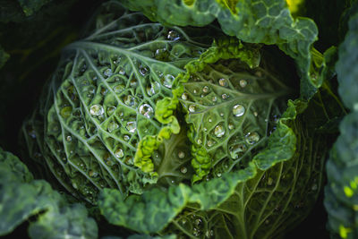 Close-up of raindrops on cabbage leaves