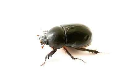 Close-up of insect on white background