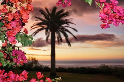 Palm trees by sea against sky during sunset