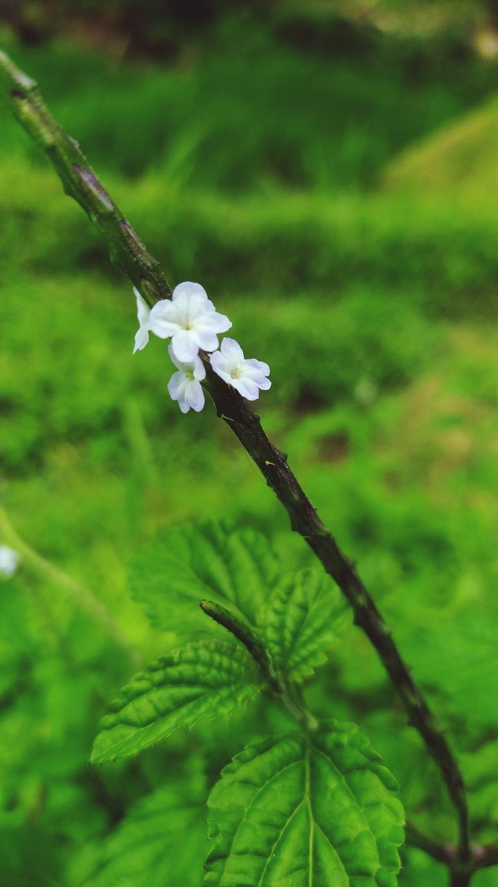 plant, green, nature, flower, flowering plant, beauty in nature, leaf, growth, freshness, fragility, close-up, no people, focus on foreground, plant part, macro photography, wildflower, tree, springtime, day, outdoors, branch, white, selective focus, animal, blossom, animal wildlife, flower head, land, animal themes