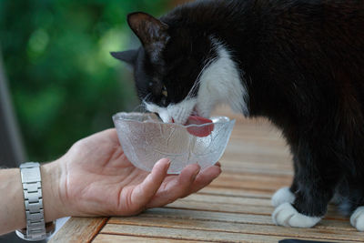 Hand holding cat eating food