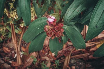 Close-up of flowering plant