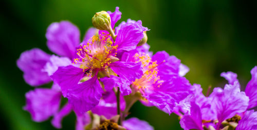 Close-up of pink flowering plant