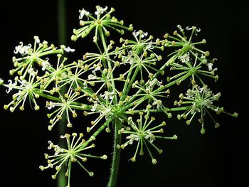 Close-up of plant against black background