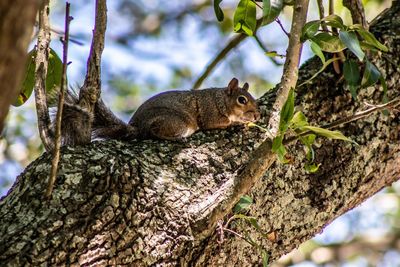 Squirrel on tree