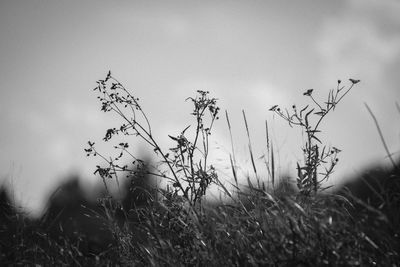 Plants growing on field against sky