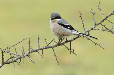 Close-up of bird perching on branch