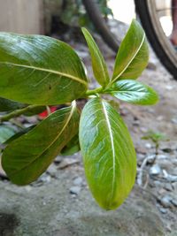 Close-up of green leaves