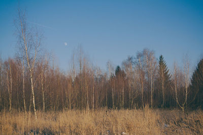 Trees on field against clear sky