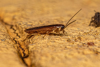 Close-up of insect