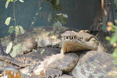 Close-up of crocodiles