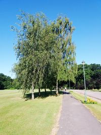 Trees growing on field against clear blue sky