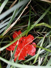 Close-up of plant