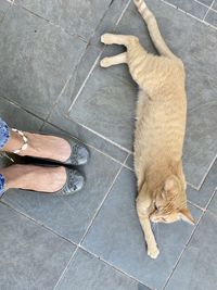 High angle view of cat standing on tiled floor