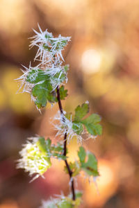 Close-up of flowering plant