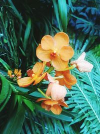 Close-up of yellow flowering plant