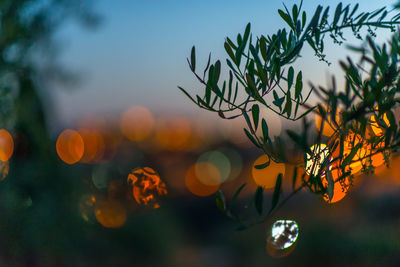 Close-up of flowering plant against sky during sunset