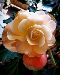 Close-up of flower blooming outdoors