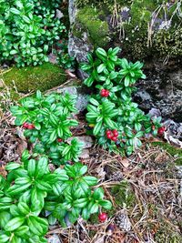 High angle view of plants