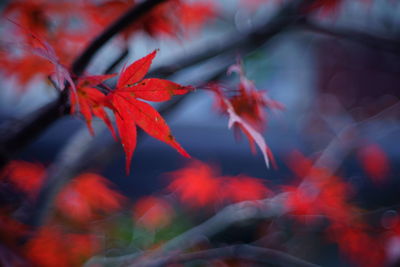 Close-up of red maple leaves