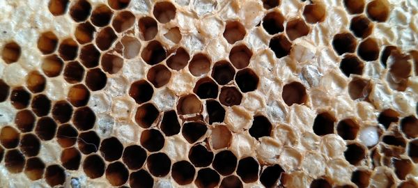 Full frame shot of bees