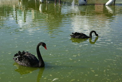 Swan swimming in lake