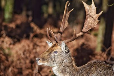 Close-up of deer