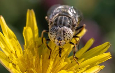 Close-up of insect on yellow flower