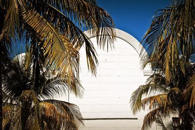 Palm trees in front of sea against clear sky