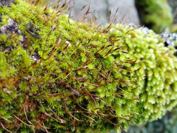 Close-up of plants