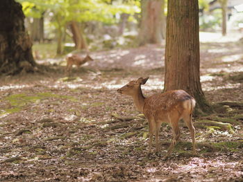 Deer standing on field in forest