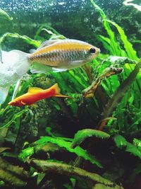 Close-up of fish swimming in water