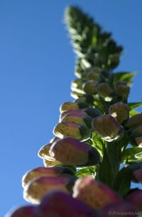 Close-up low angle view of plant against blue sky