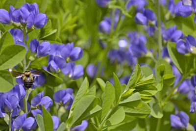 Close-up of purple flowering plants