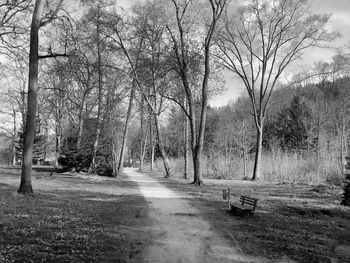 Empty benches along bare trees in park