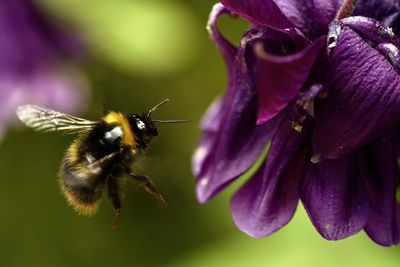 Close-up of bee pollinating on purple flower