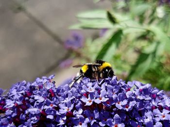 Close-up of bee pollinating on purple flower