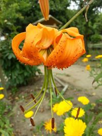 Close-up of yellow flower