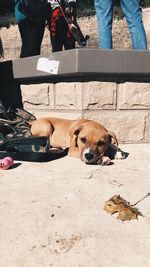 Low section of people sitting dog