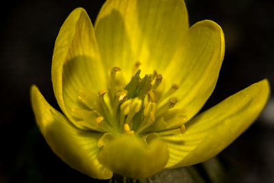 Close-up of yellow flower