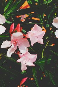 Close-up of flowers blooming outdoors