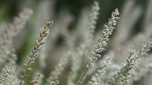 Close-up of flowering plant on field