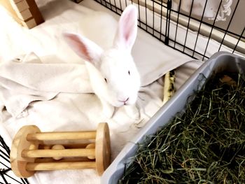 High angle view of white cat lying down
