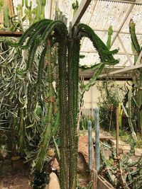 Close-up of cactus growing on field