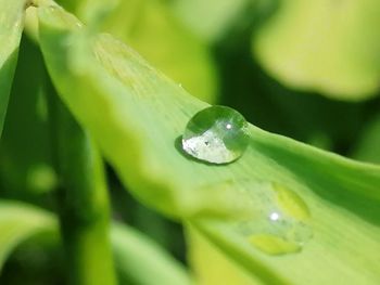 Close-up of water drops on leaves