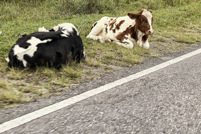 Cows on road