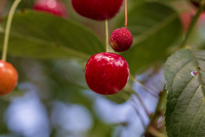 fruit